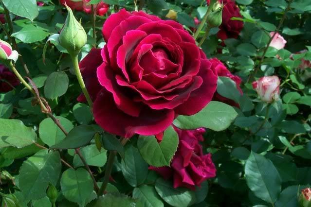 Photo of Rose (Rosa 'Crimson Glory') uploaded by Newyorkrita