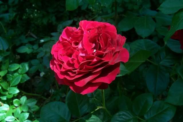 Photo of Rose (Rosa 'Braveheart') uploaded by Newyorkrita