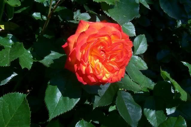 Photo of Rose (Rosa 'Charisma') uploaded by Newyorkrita