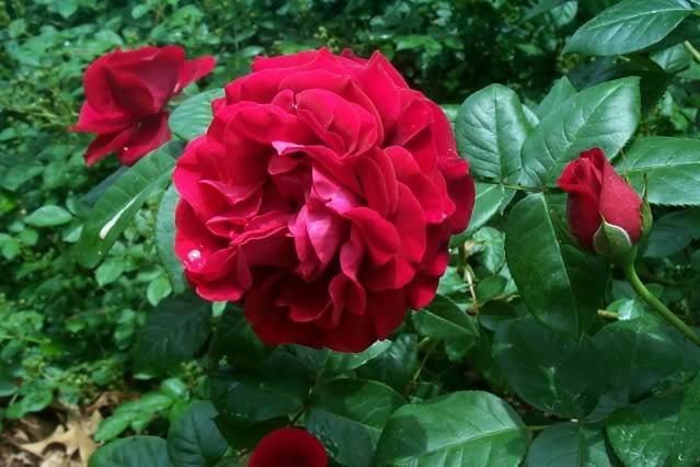 Photo of Rose (Rosa 'Braveheart') uploaded by Newyorkrita