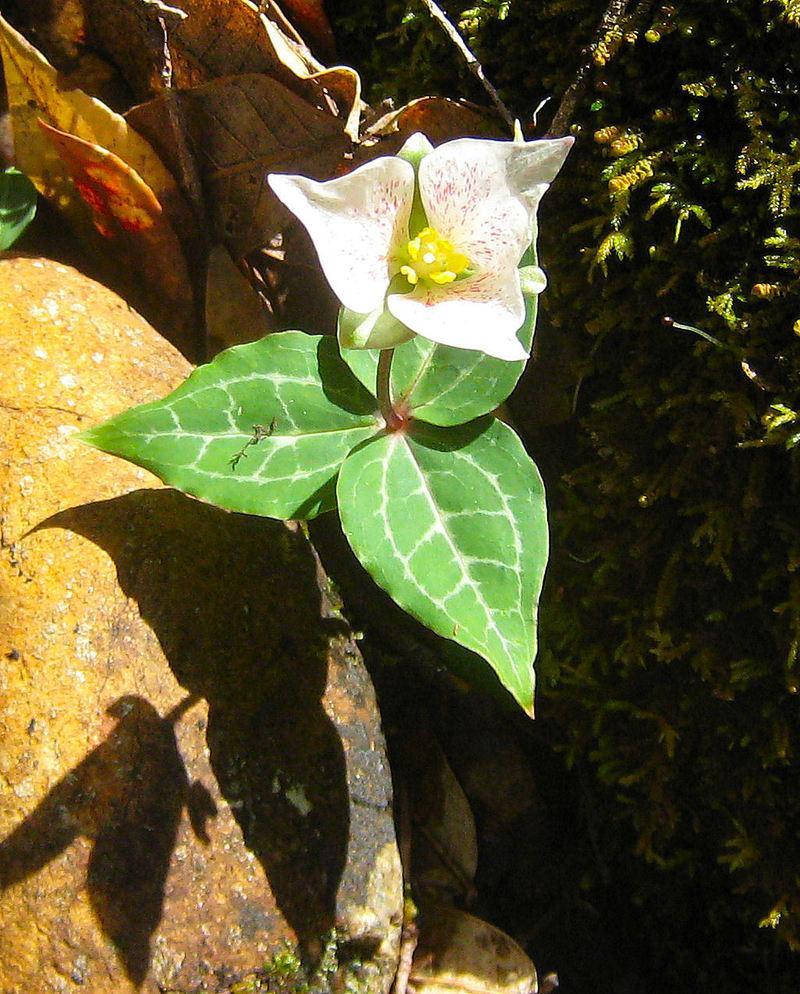 Photo of Brook Wakerobin (Pseudotrillium rivale) uploaded by Strever