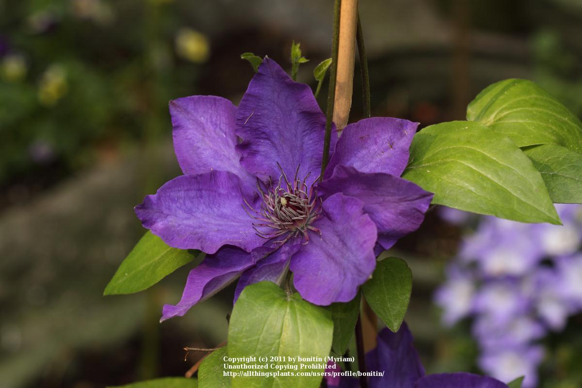 Photo of Clematis 'The President' uploaded by bonitin