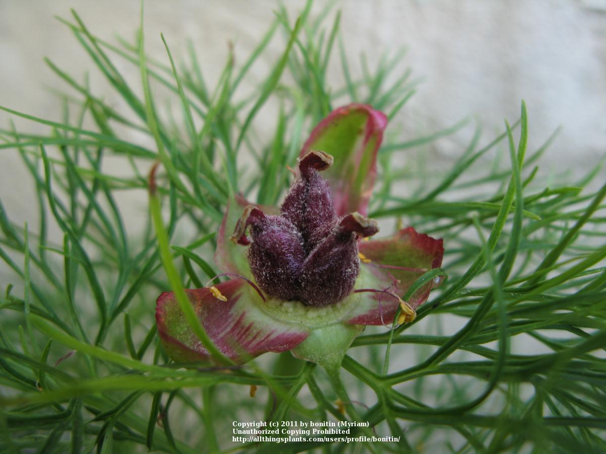 Photo of Fern Leaf Peony (Paeonia tenuifolia) uploaded by bonitin