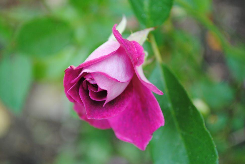 Photo of Rose (Rosa 'Burgundy Iceberg') uploaded by chelle
