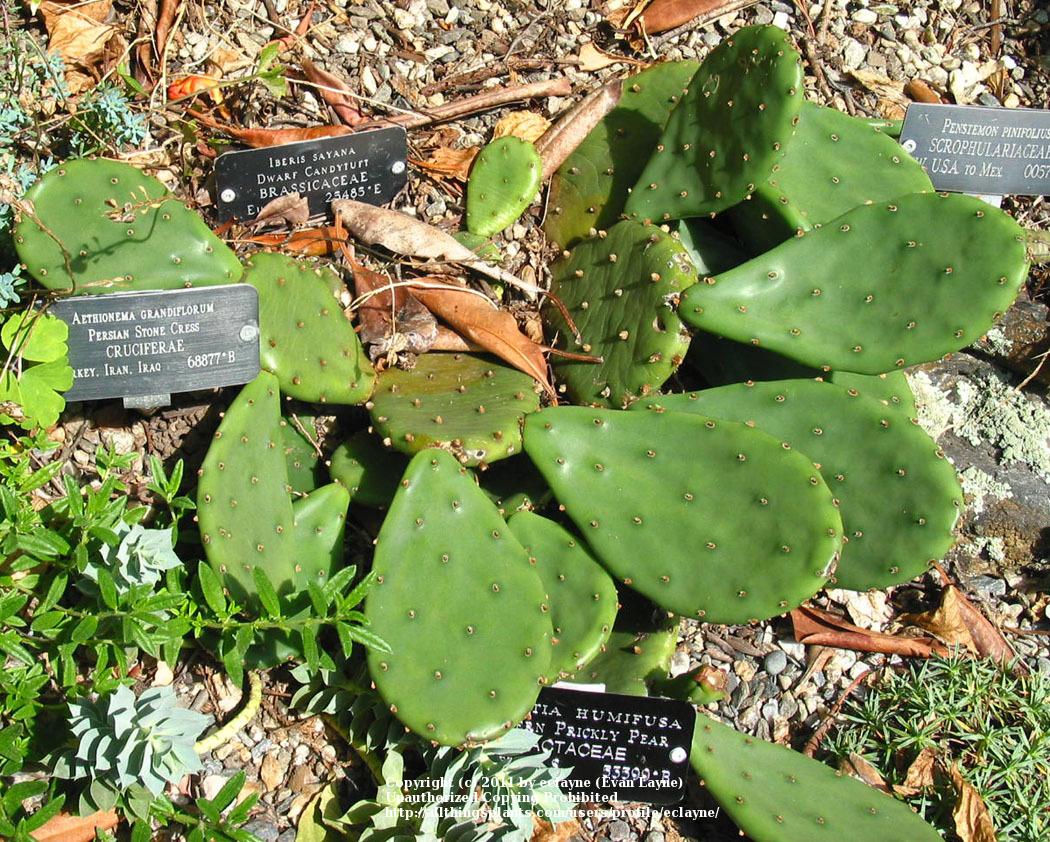 Photo of Eastern Prickly Pear (Opuntia humifusa) uploaded by eclayne
