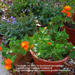Location: My yard in Arlington, Texas.
Date: Summer 2011
Texas Lantana in a pot.