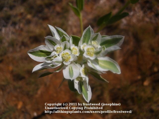Photo of Snow on the Mountain (Euphorbia marginata) uploaded by frostweed