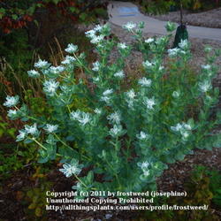 Location: Molly Hollar Wildscape Arlinton, Texas.
Date: Fall 2011
This beautiful plant was given no water all summer.