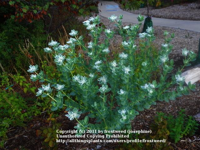 Photo of Snow on the Mountain (Euphorbia marginata) uploaded by frostweed