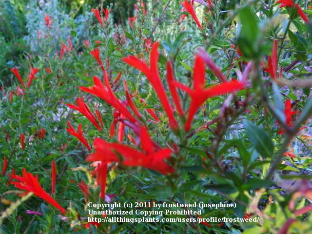 Photo of Flame Acanthus (Anisacanthus quadrifidus) uploaded by frostweed