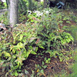 Location: Part Shade Pittsford NY
Date: 2011-09-08
This plant is a spreader in that it has long branching nature.Tin