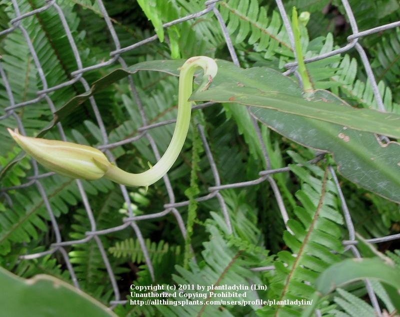 Photo of Hooker's Orchid Cactus (Epiphyllum hookeri) uploaded by plantladylin
