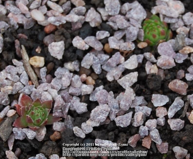 Photo of Rollers (Sempervivum globiferum subsp. hirtum 'from Mecsek Mts type A') uploaded by valleylynn