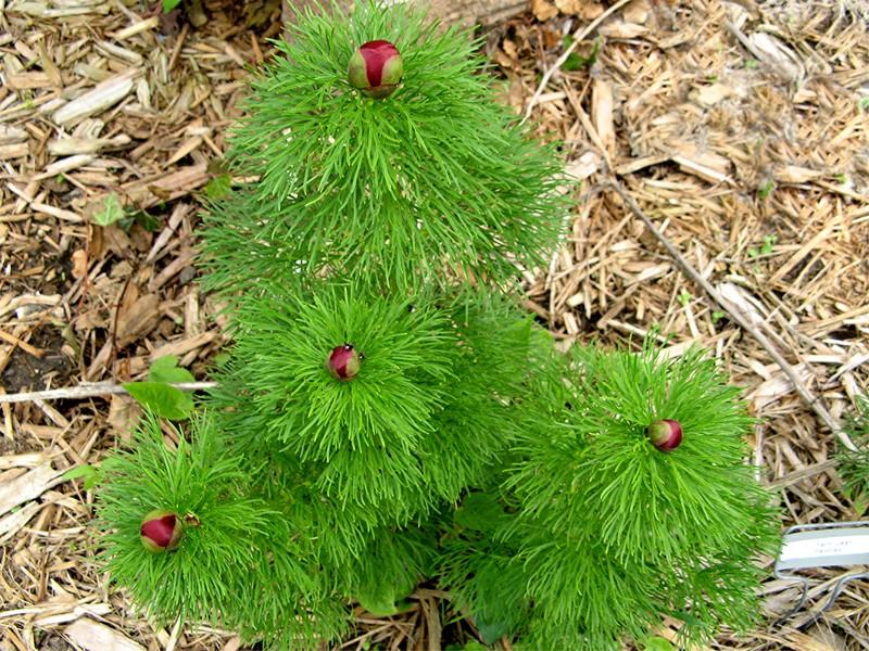 Photo of Double Fernleaf Peony (Paeonia tenuifolia 'Plena') uploaded by LarryR