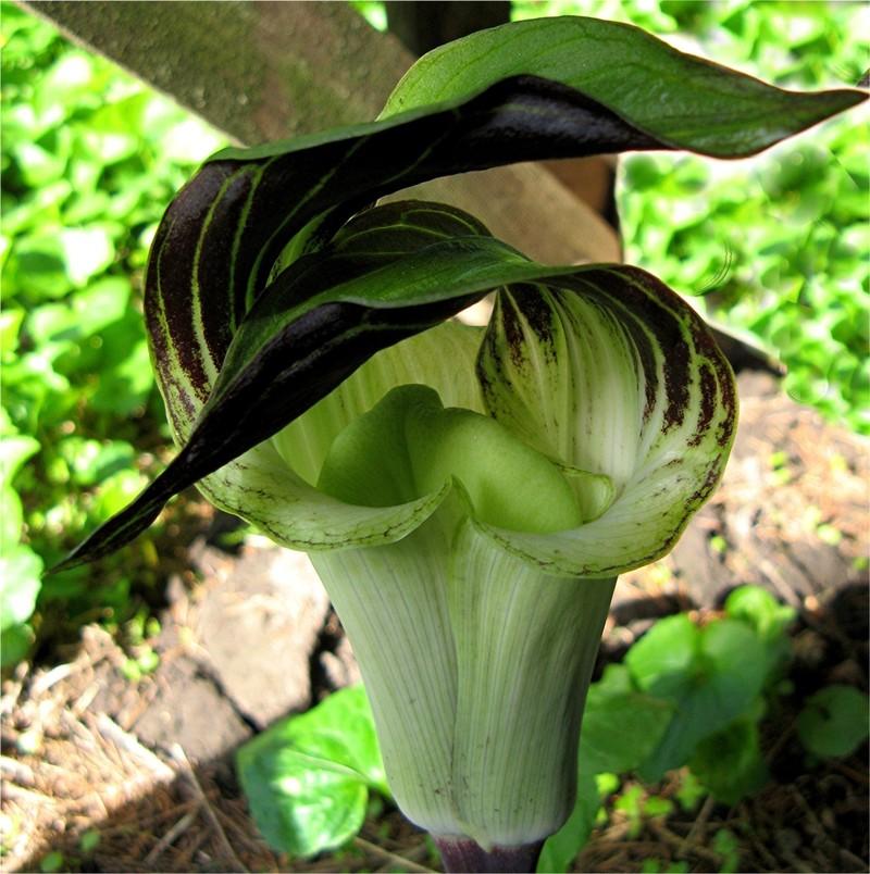 Photo of Jack in the Pulpit (Arisaema triphyllum) uploaded by LarryR