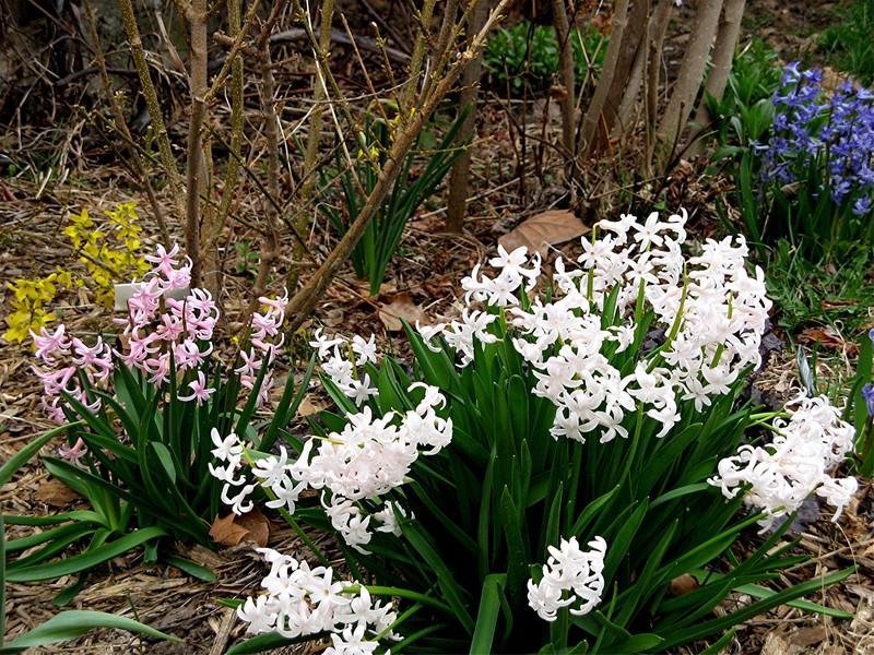 Photo of Roman Hyacinth (Hyacinthus orientalis subsp. orientalis) uploaded by LarryR