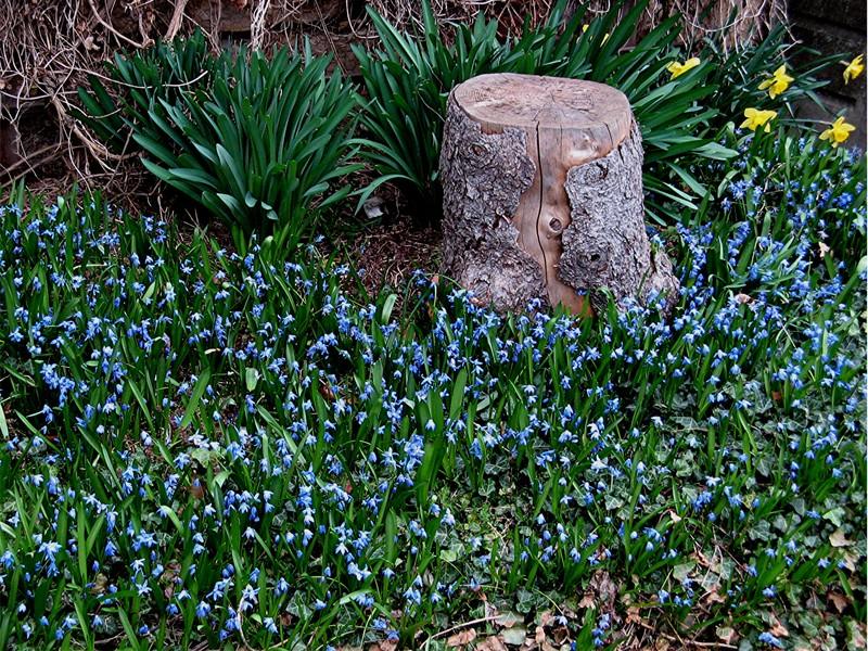 Photo of Siberian Squill (Scilla siberica) uploaded by LarryR