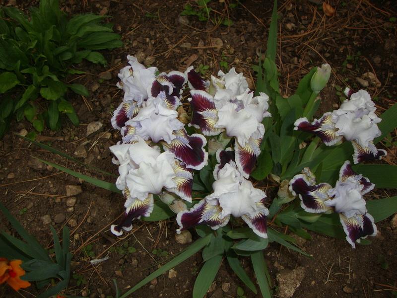 Photo of Standard Dwarf Bearded Iris (Iris 'Puddy Tat') uploaded by Paul2032