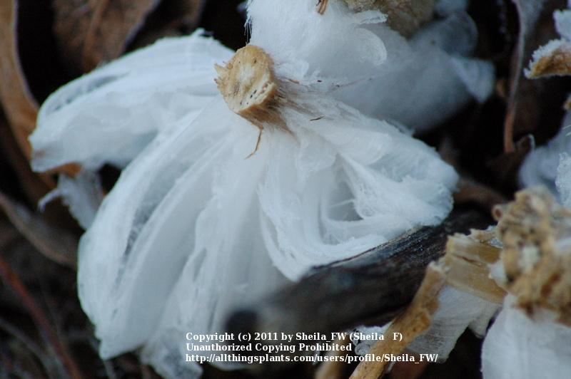 Photo of Frostweed (Verbesina virginica) uploaded by Sheila_FW