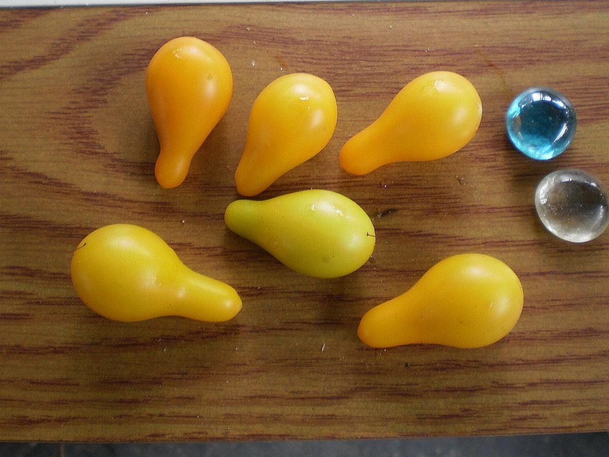 Photo of Tomato (Solanum lycopersicum 'Yellow Pear') uploaded by SongofJoy