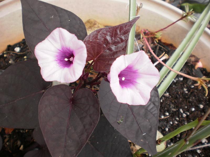 Photo of Sweet Potato Vine (Ipomoea batatas 'Sweet Caroline Sweetheart Purple') uploaded by SongofJoy