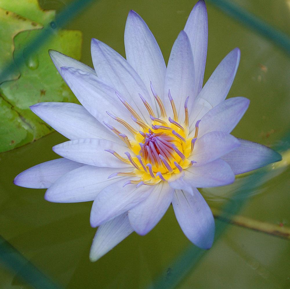 Photo of Tropical Day-Blooming Water Lily (Nymphaea 'Pennsylvania') uploaded by Ursula
