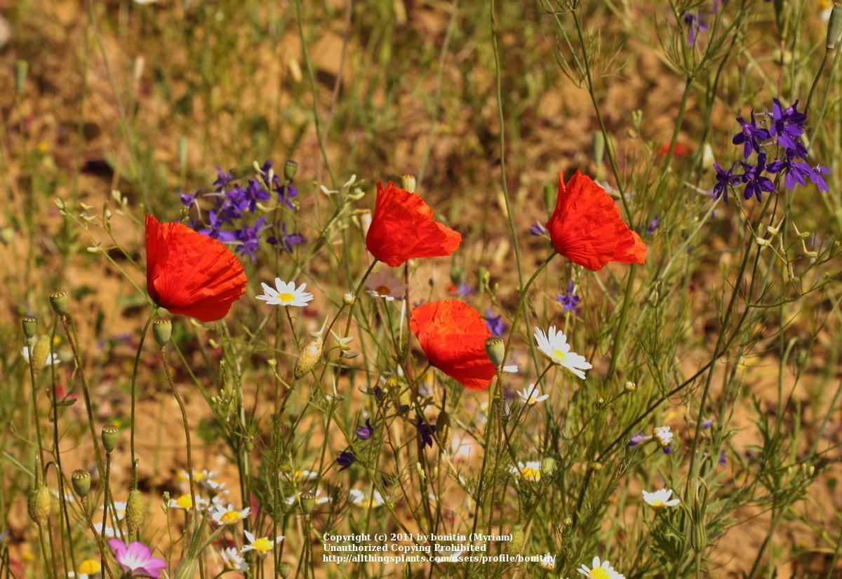 Photo of Field Poppy (Papaver rhoeas) uploaded by bonitin