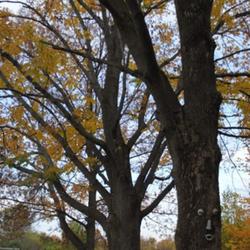 Location: Northeastern Indiana  - Zone 5b
Date: 2011-10-12
Three of the five enormous Green Ash trees that almost completely