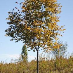 Location: Natural Area in Northeastern Indiana - Zone 5
Date: 2011-10-05
A mere sapling at less than seven years old. This tree is now app