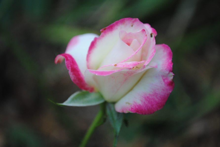 Photo of Rose (Rosa 'Cherry Parfait') uploaded by chelle