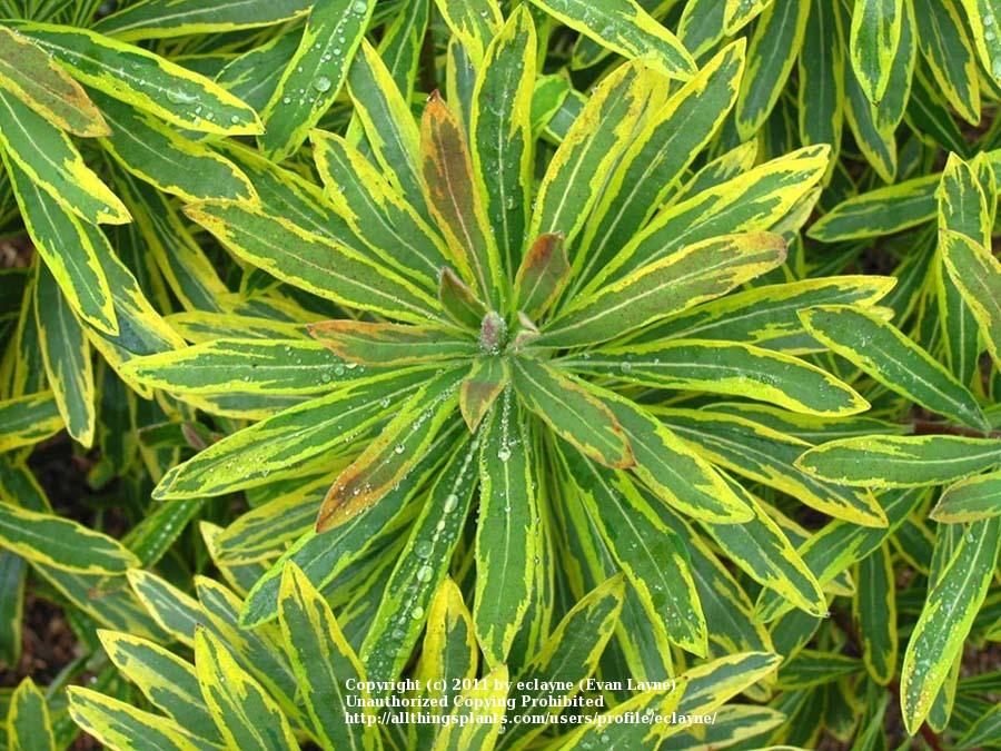 Photo of Euphorbia (Euphorbia x martini 'Ascot Rainbow') uploaded by eclayne