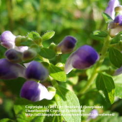 Location: My yard in Arlington, Texas.
Date: Spring 2011
The buds look like little purple balls.