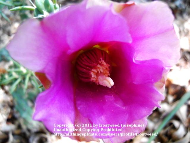 Photo of Cane Cholla (Cylindropuntia imbricata subsp. spinosior) uploaded by frostweed