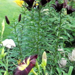 Location: Part Shade Pittsford NY
Date: 2011-07-06
Front center Daylily Night Beacon with asiatic lily Landini