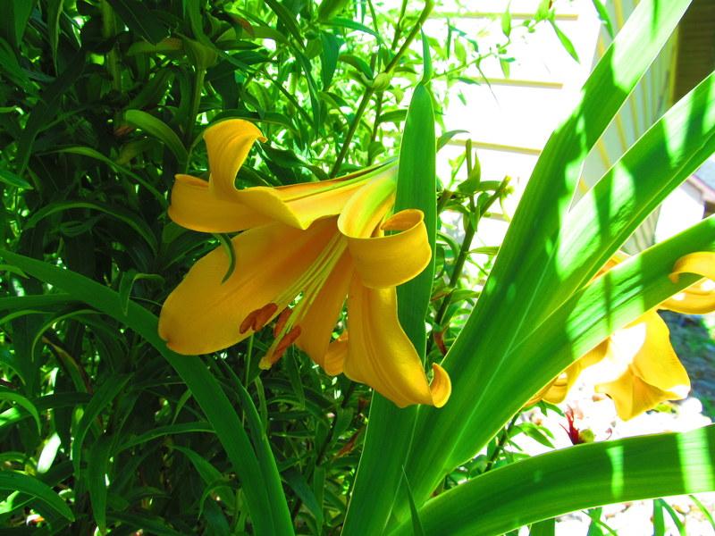 Photo of Lily (Lilium African Queen) uploaded by jmorth
