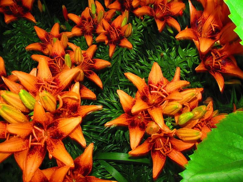 Photo of Lily (Lilium 'Orange Art') uploaded by jmorth