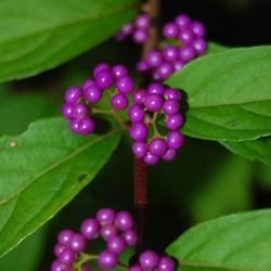 Location: Maine
Date: 2011-09-30
The berries are like purple iridescent pearls.