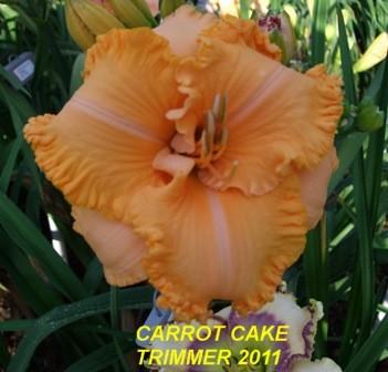 Photo of Daylily (Hemerocallis 'Carrot Cake') uploaded by spunky1
