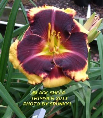Photo of Daylily (Hemerocallis 'Black Sheep') uploaded by spunky1