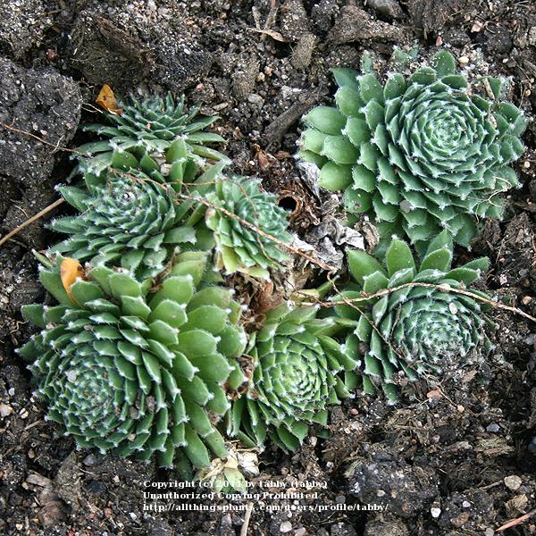 Photo of Hen and Chicks (Sempervivum 'Cherry Frost') uploaded by tabby