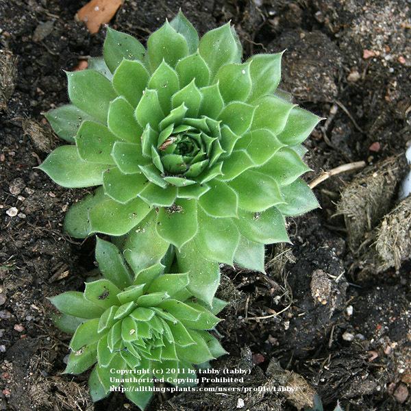 Photo of Hen and Chicks (Sempervivum 'Pacific Blazing Star') uploaded by tabby