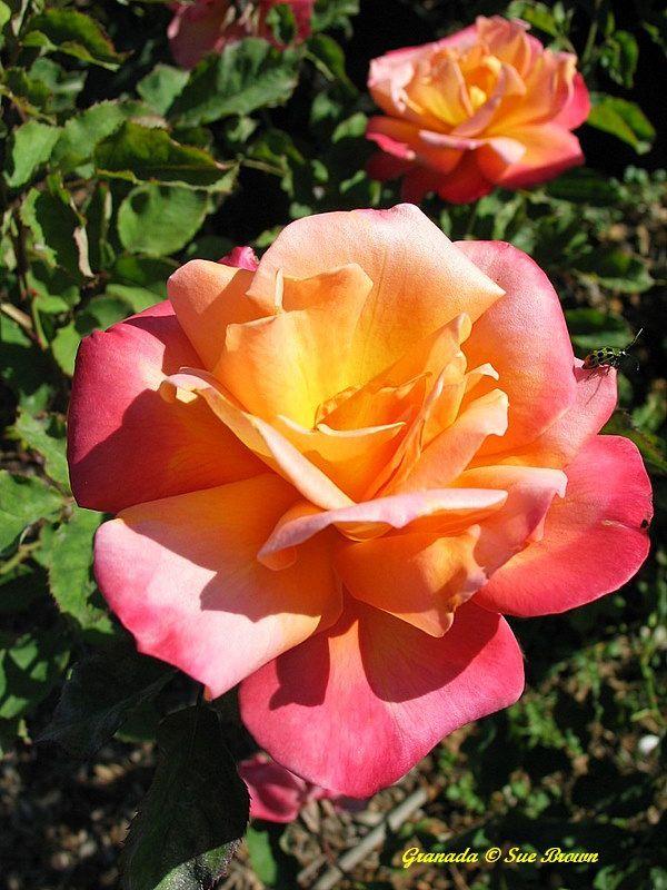 Photo of Rose (Rosa 'Granada') uploaded by Calif_Sue