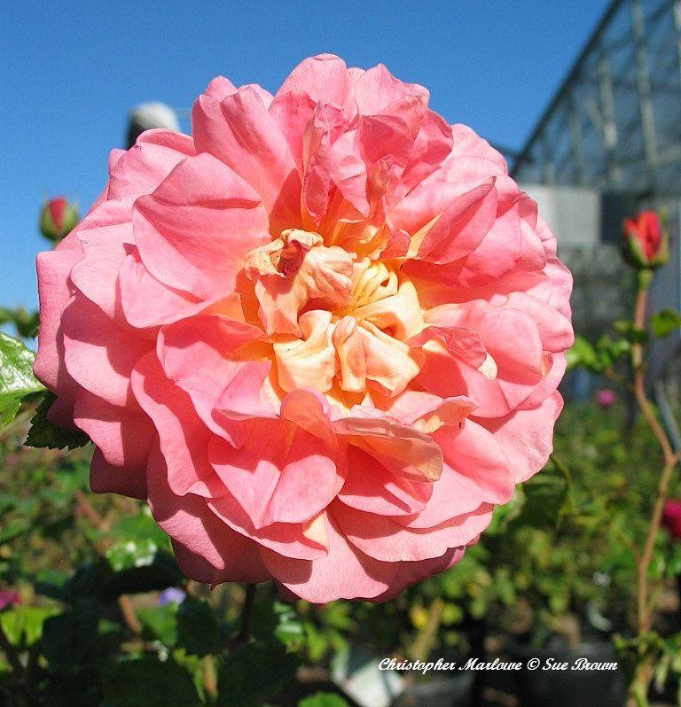 Photo of Rose (Rosa 'Christopher Marlowe') uploaded by Calif_Sue