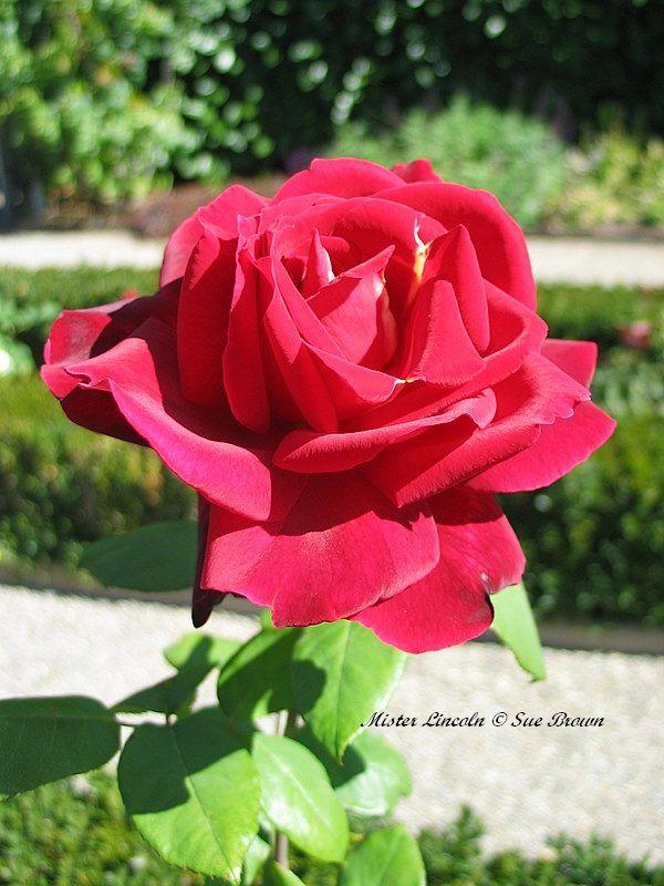 Photo of Hybrid Tea Rose (Rosa 'Mister Lincoln') uploaded by Calif_Sue