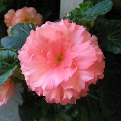 
Date: 2007-09-26
Tuberous begonia at a nursery