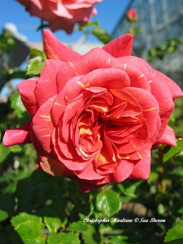Photo of Rose (Rosa 'Christopher Marlowe') uploaded by Calif_Sue