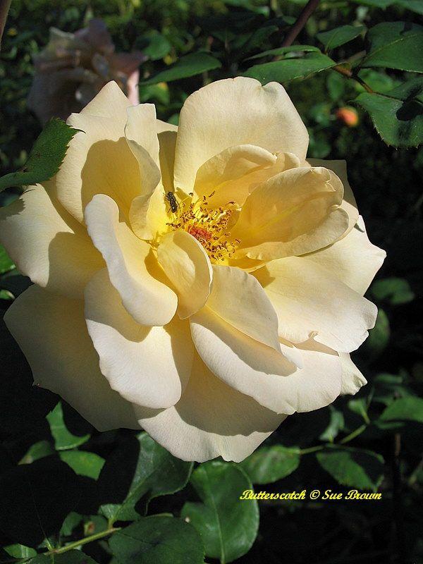 Photo of Rose (Rosa 'Butterscotch') uploaded by Calif_Sue