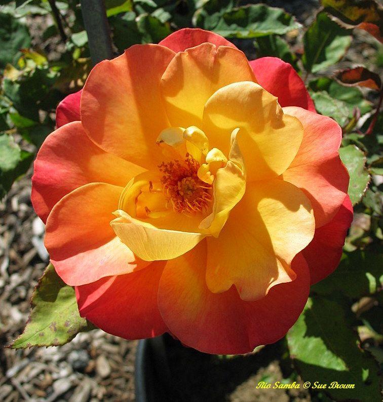 Photo of Hybrid Tea Rose (Rosa 'Rio Samba') uploaded by Calif_Sue