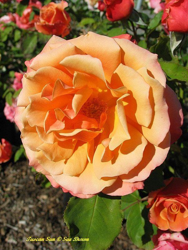 Photo of Rose (Rosa 'Tuscan Sun') uploaded by Calif_Sue