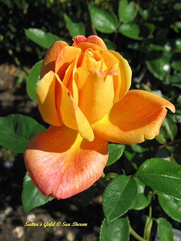 Photo of Rose (Rosa 'Sutter's Gold') uploaded by Calif_Sue
